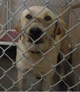 Lab in a shelter