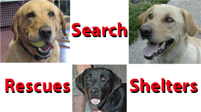 Other labs in rescues and shelters