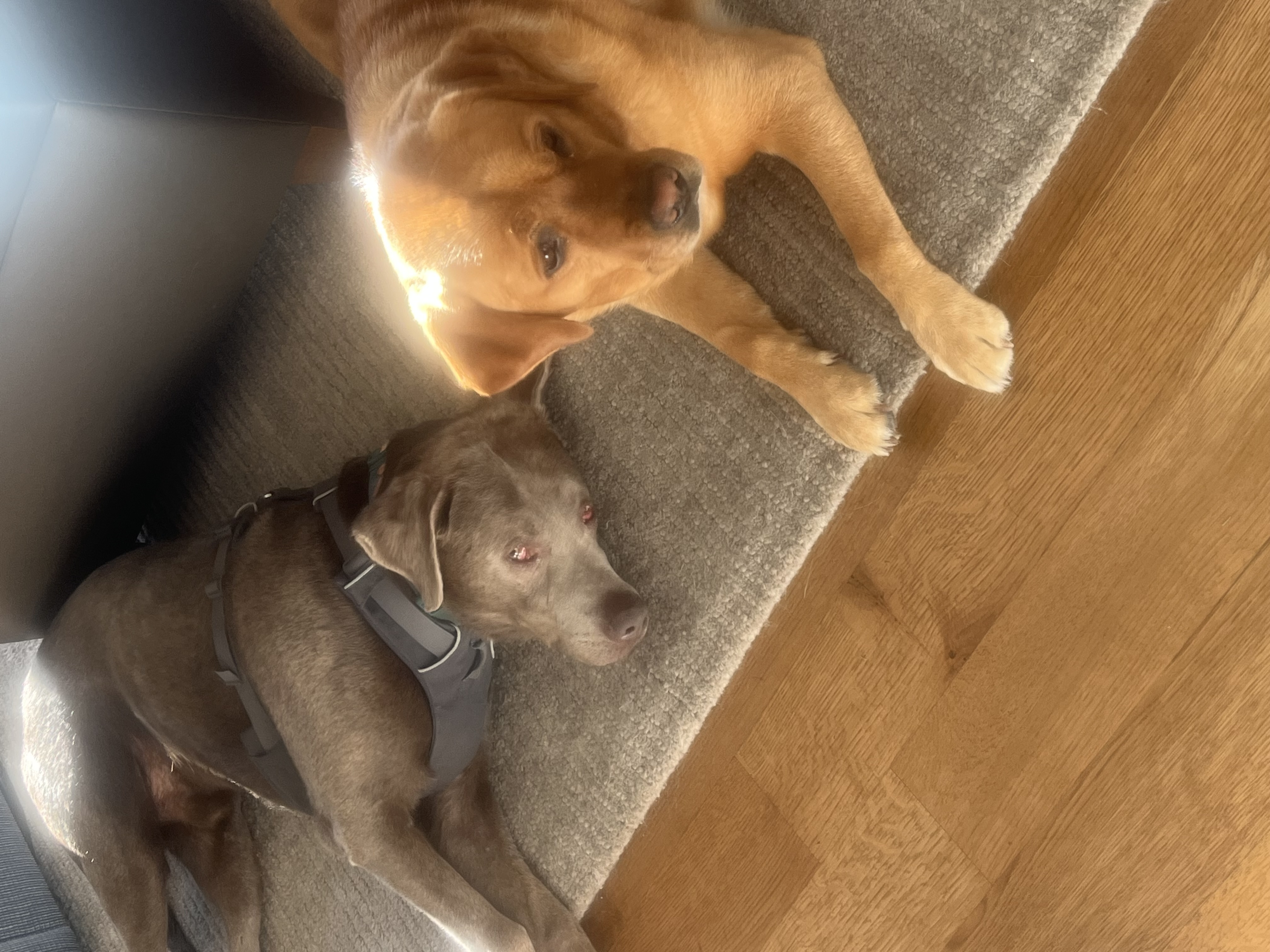 Labs Available from GGLRR Lab Rescue - or in the process of being adopted