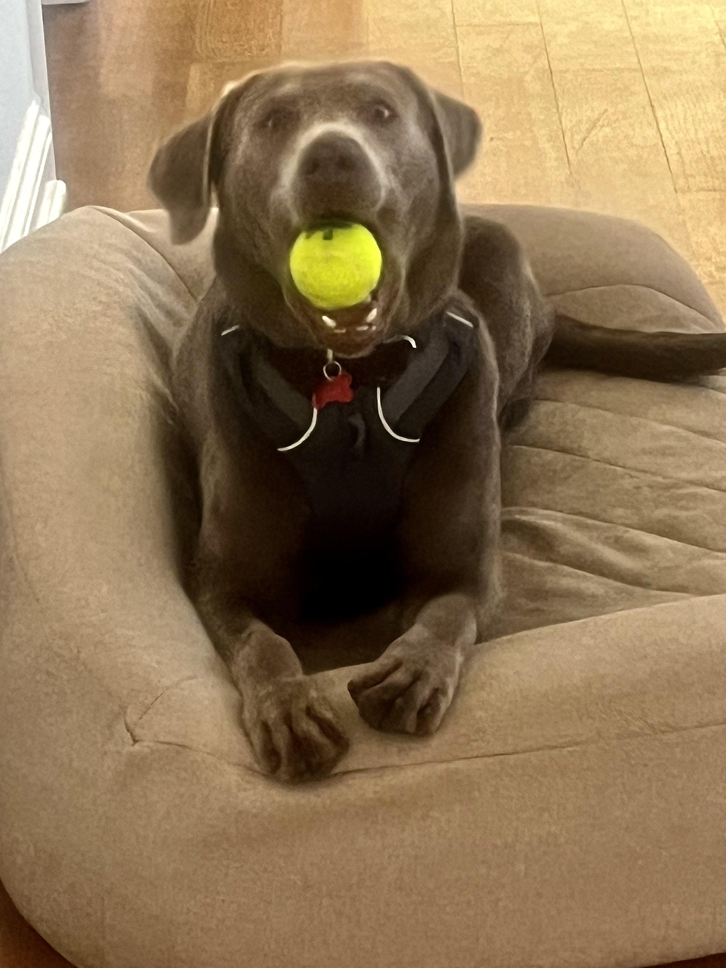 Labs Available from GGLRR Lab Rescue - or in the process of being adopted