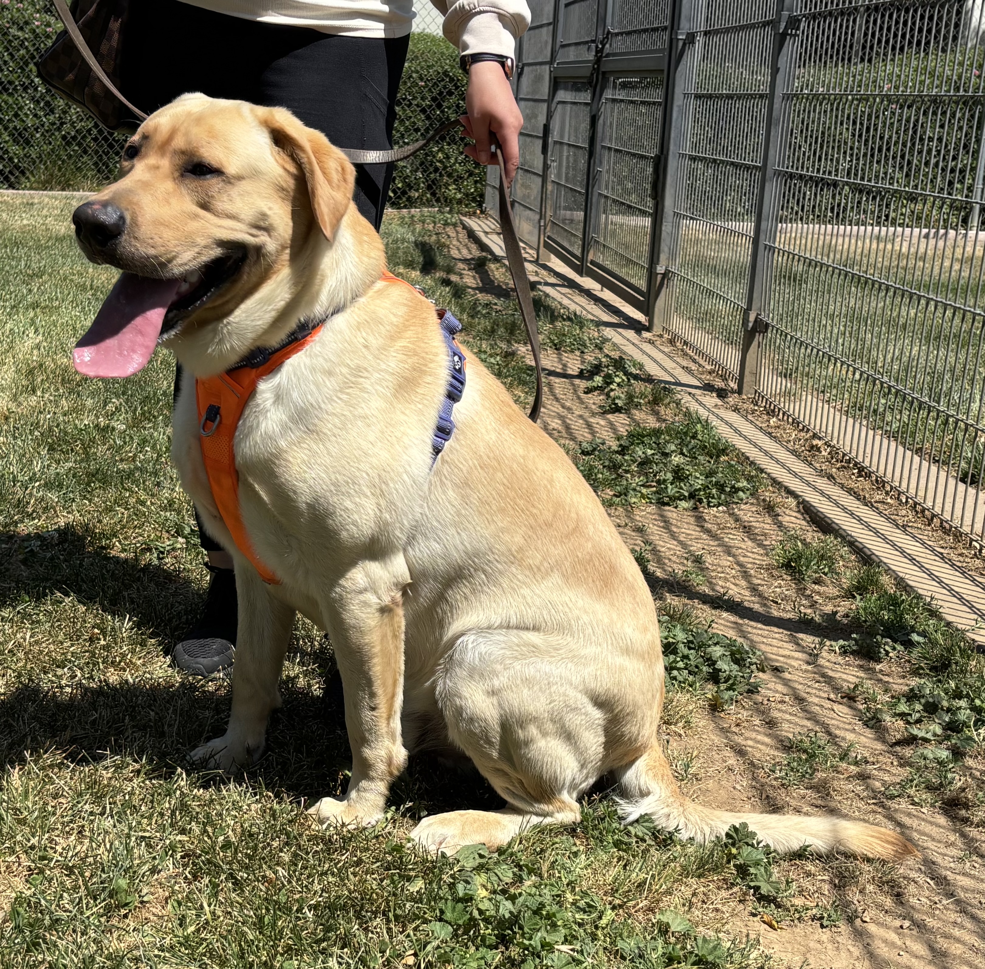 Labs Available from GGLRR Lab Rescue - or in the process of being adopted