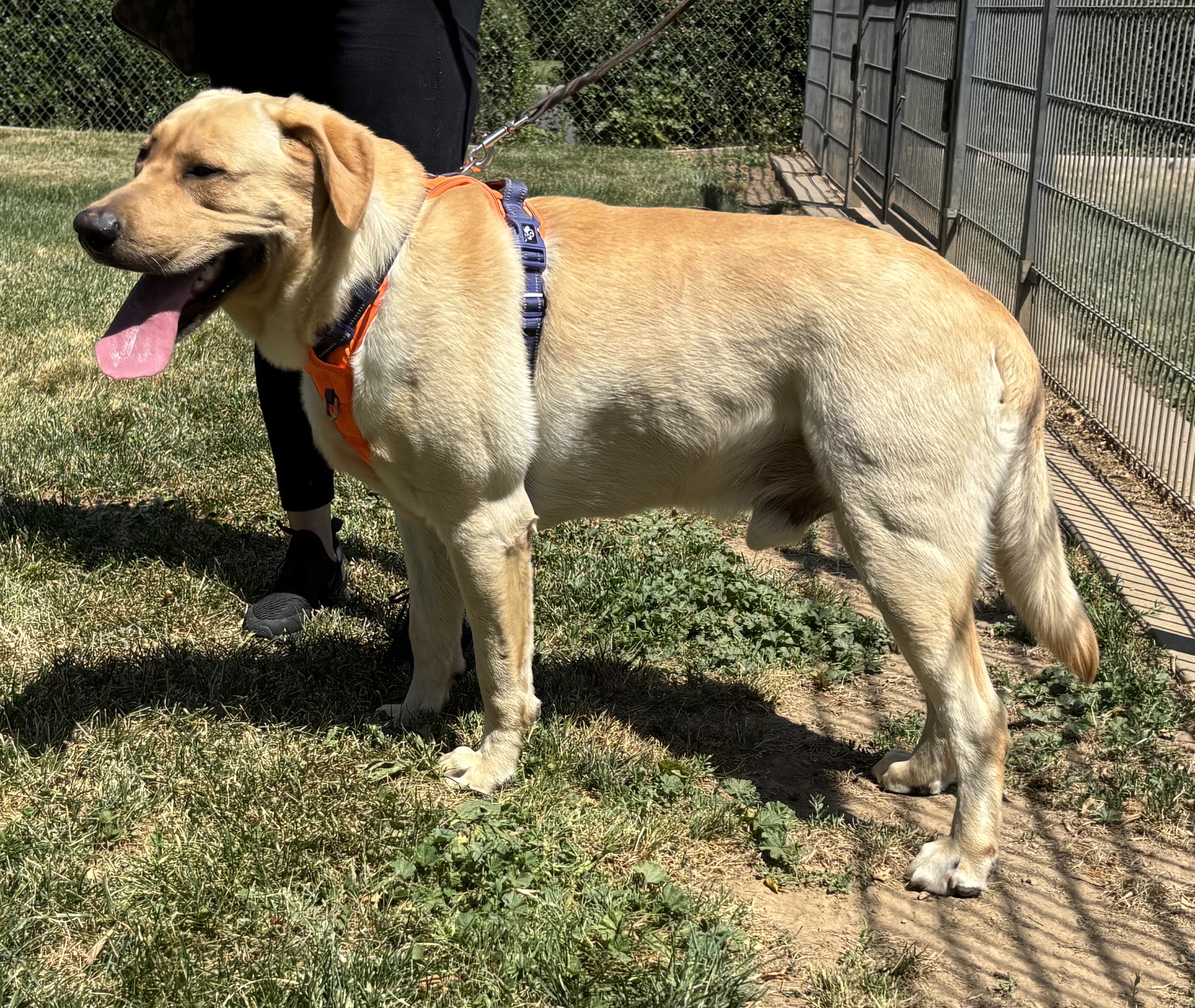 Labs Available from GGLRR Lab Rescue - or in the process of being adopted