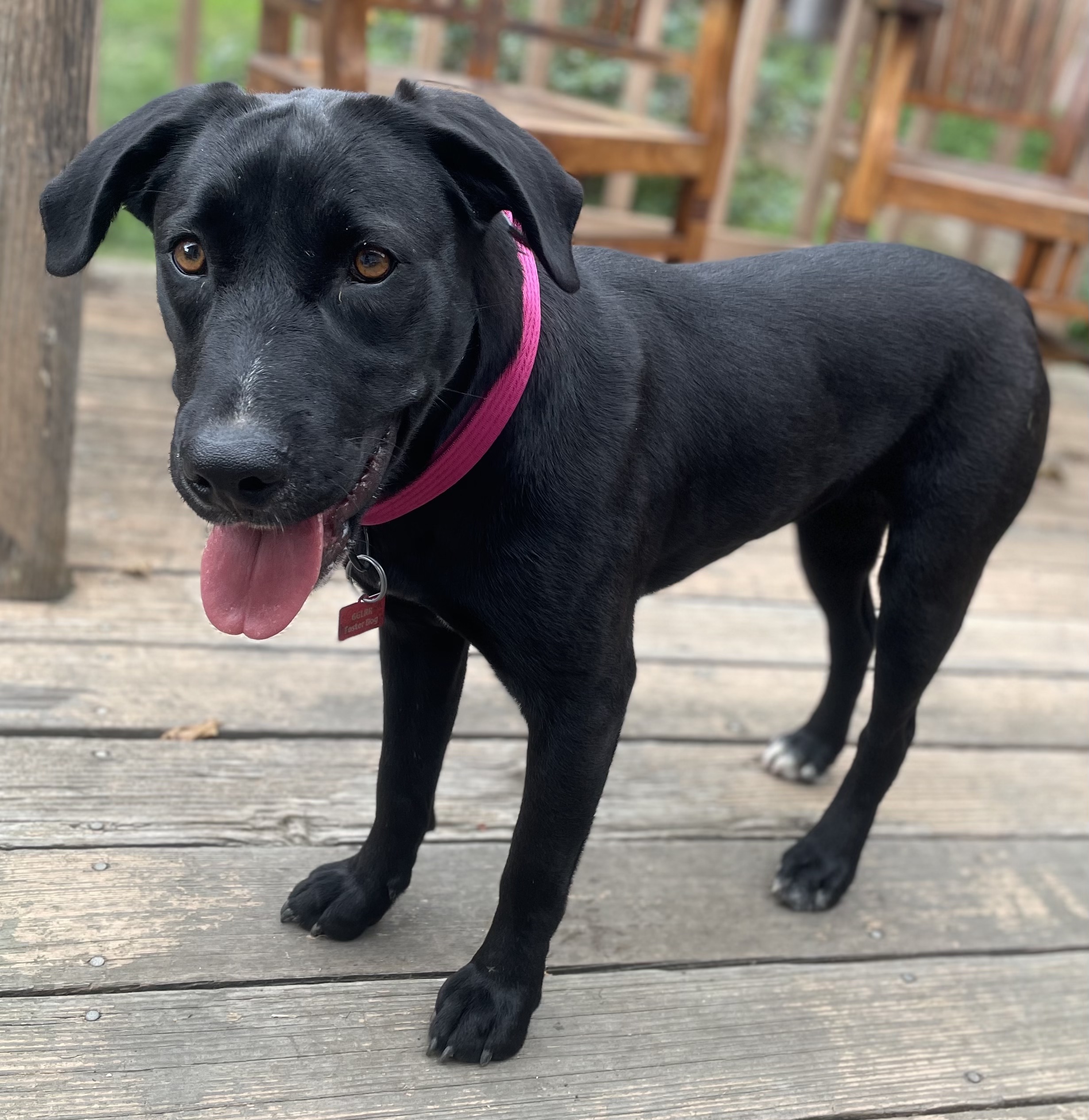 Labs Available from GGLRR Lab Rescue - or in the process of being adopted