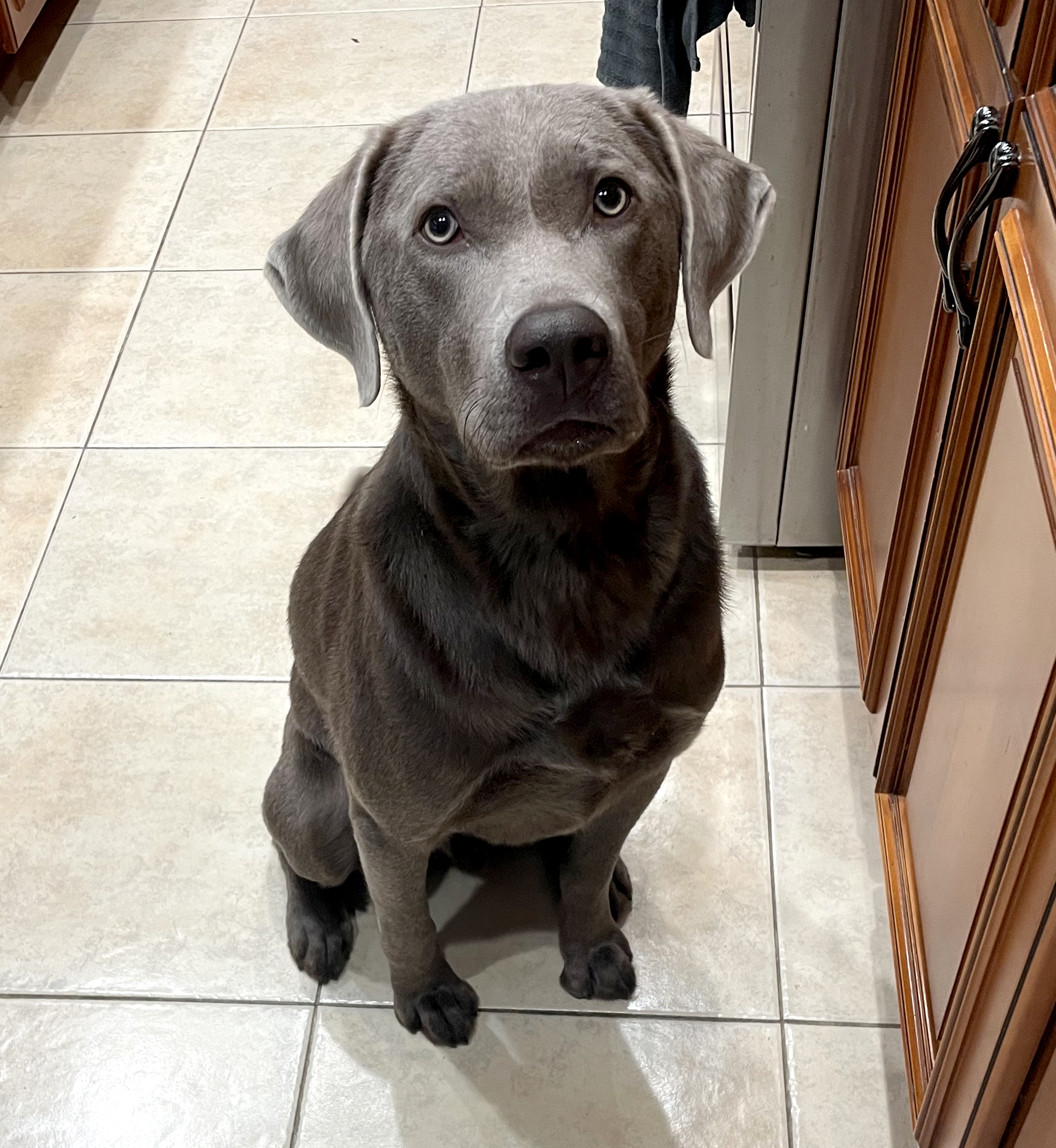 Silver Lab Skin Rescue Labs Available from GGLRR Lab Rescue - or in the process of being adopted