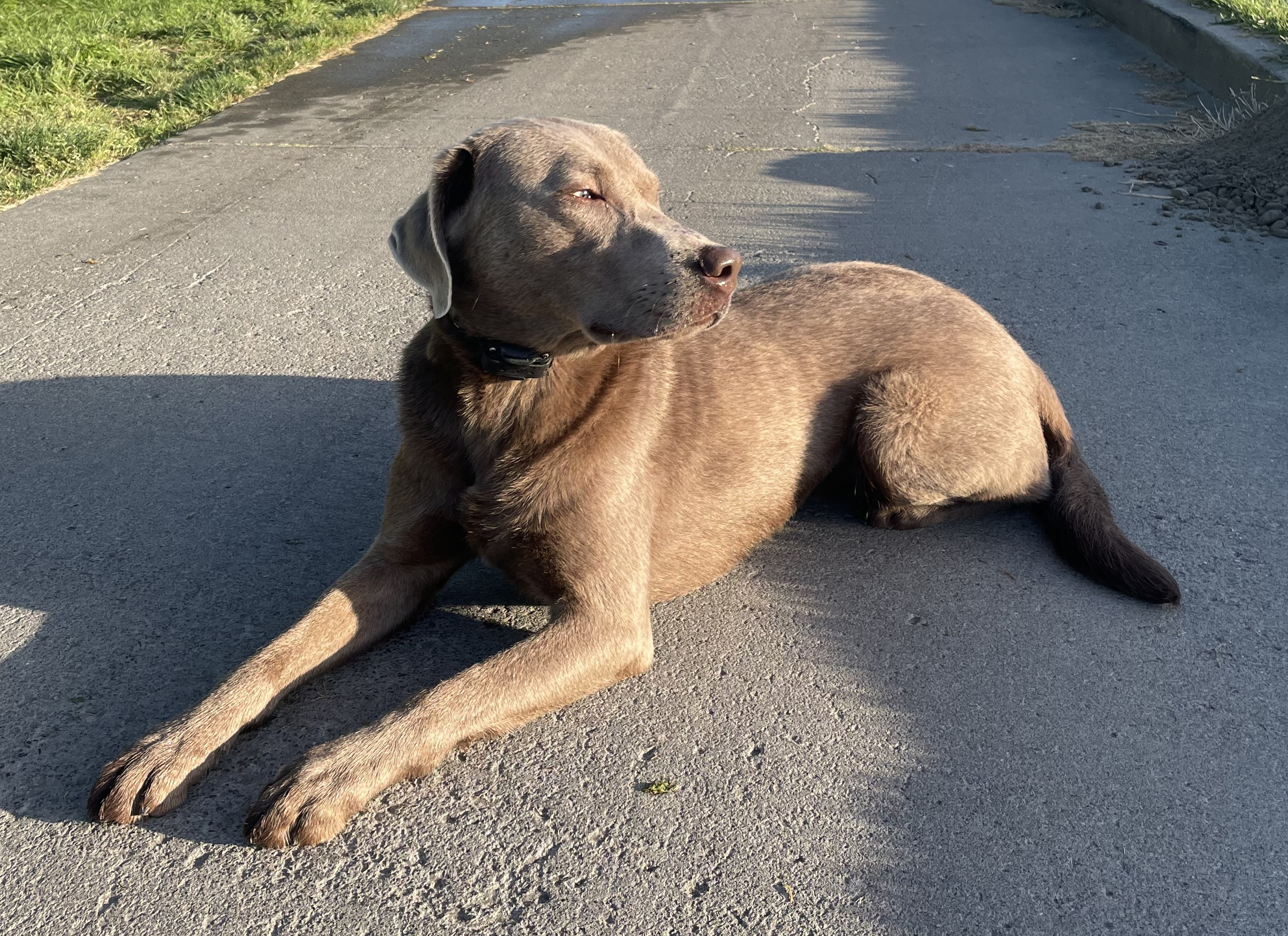 Silver Lab Skin Rescue Labs Available from GGLRR Lab Rescue - or in the process of being adopted
